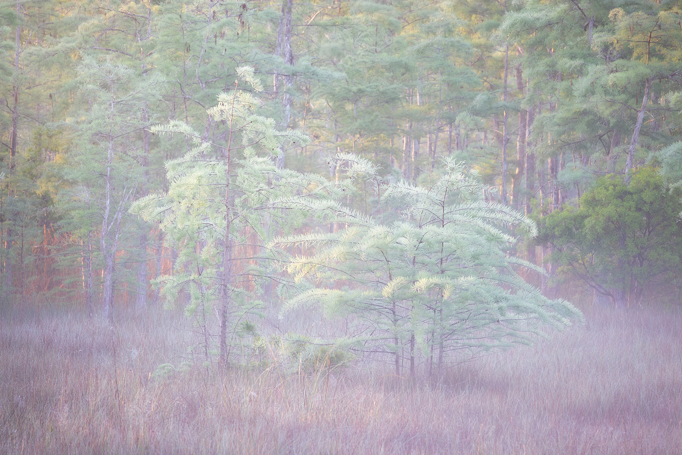 Young Cypress Trees in the Fog