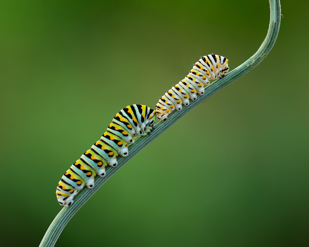 Black Swallowtail Caterpillars