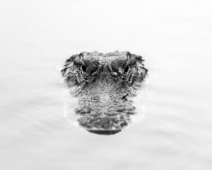 Everglades Alligator