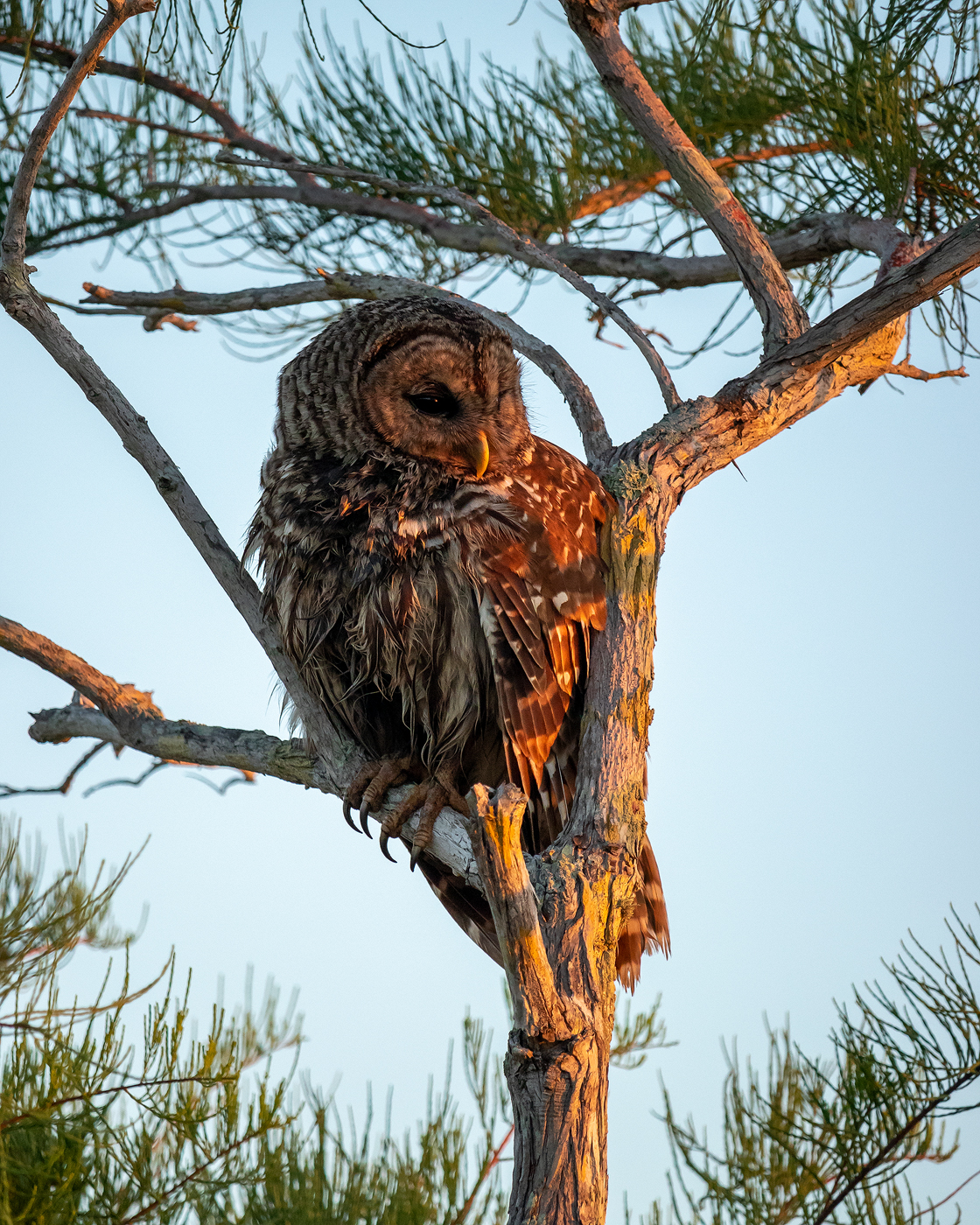 everglades-barred-owl