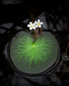 everglades-lily-pad