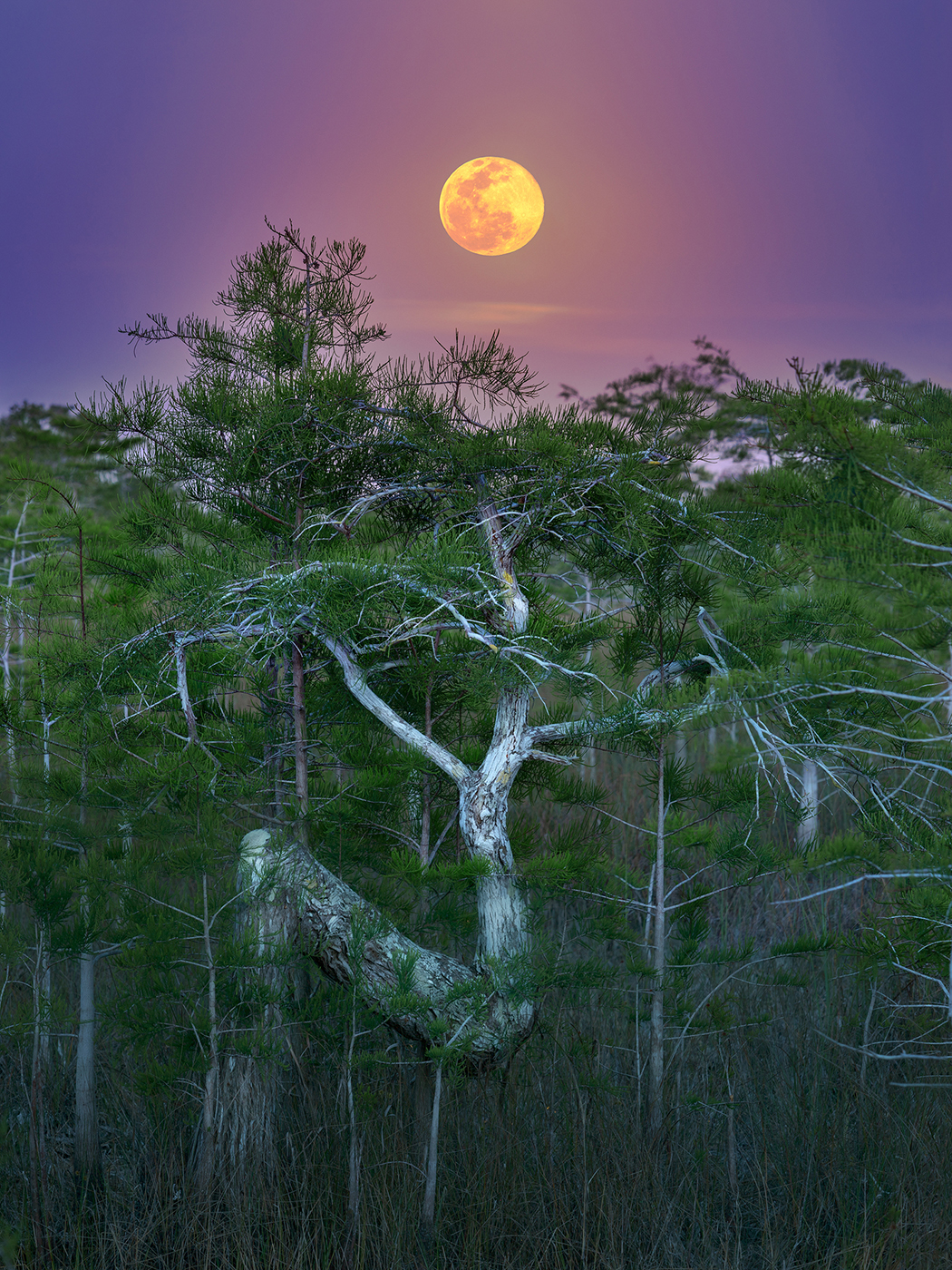 Full Moon Over Z-Tree