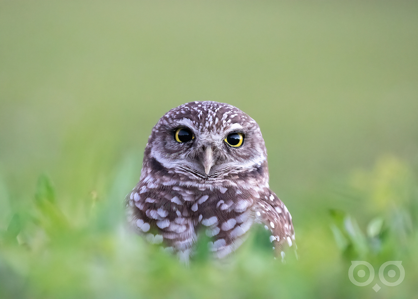 Florida Burrowing Owl